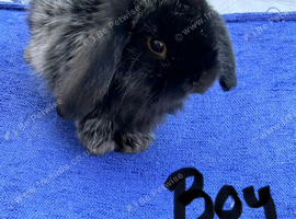 ***ready to leave now**** mini lop boy 8wks old
