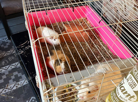 Three Guinea pigs, all girls