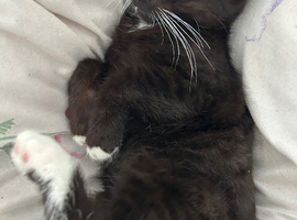 Kittens
