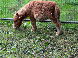 Mini Shetland colt foal