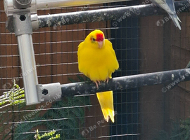 Young Kakarikis