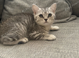 * One left -  BSH registered kittens left