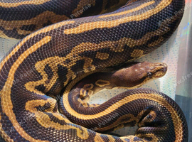 Ready to breed female royal