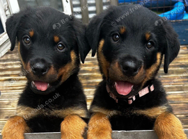Gorgeous Rottweiler pups