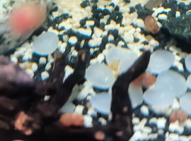 Pink Ramshorn snails juveniles