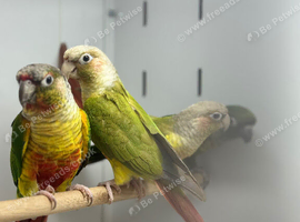 Green-cheeked Conures