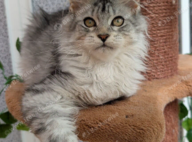 Maine coon girls, Tica registered