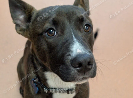 ZEUS Belgian Malinois Cross