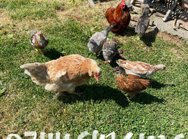 Broody hen with six chicks, Free cockerels