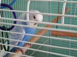 Budgie with cage