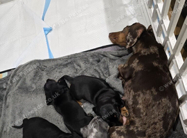 3 black and tan miniature dachsund