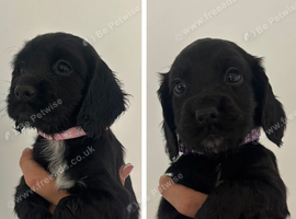 Cocker Spaniel Pups