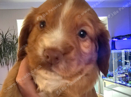 Beautiful cocker spaniel puppies