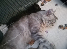 Male Maine coon