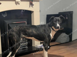 Male dog -still available
