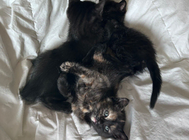 3 beautiful playful kittens. Mum is half ragdoll