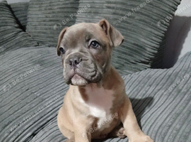 Frenglish bulldogs