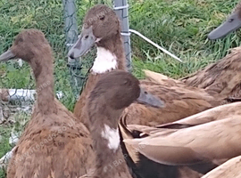3 female POL khaki ducks