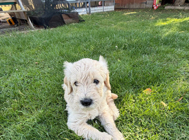 Golden Labradoodles Essex