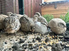Coturnix Quail Females