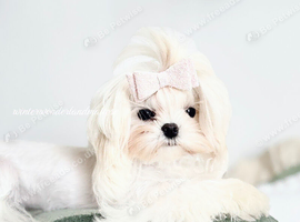Beautiful Korean Maltese Girl 8 Months
