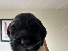 Gorgeous KC reg B&W Springer spaniel pups left