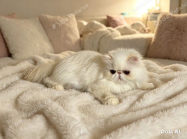 Stunning Persian lady