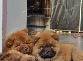 Beautiful chocolate chows