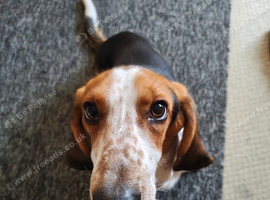 One Year Old Bassett Needs New Home