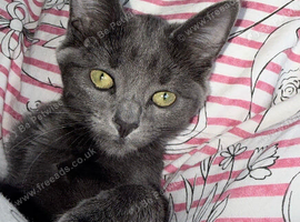 Russian blue-Domestic shorthair mix kitten