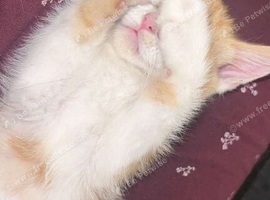 Male ginger and white kitten