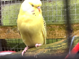 Hen budgies