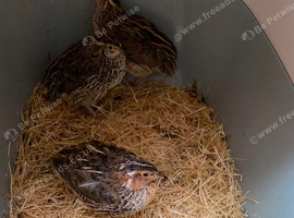jumbo quails
