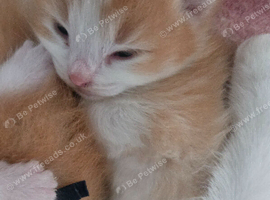 2 week old Ragdoll/Calico mix kittens