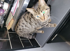 Bengal x Maincoon
