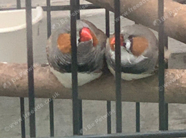 2 male finches for &pound;25