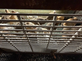 Quails for sale