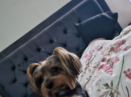 Selling my yourkshire terrier