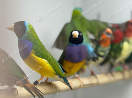 Gouldian finches