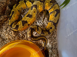 Super enchi orange dream ball python plus full set up