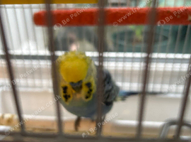 Budgies for sale