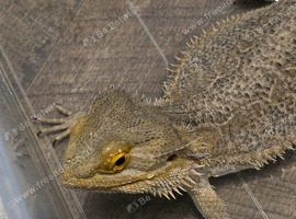 Bearded dragons