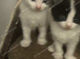 Kittens for sale