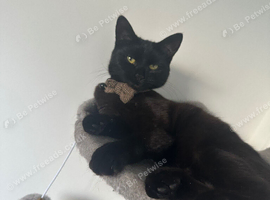 10 month old black kitten