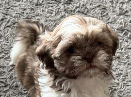 Shih Tzu