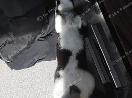 Tuxedo kitten