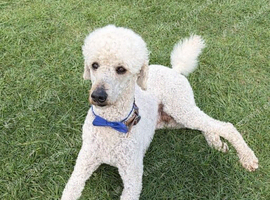 Standard poodle stud dog