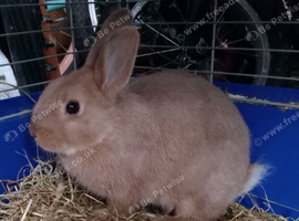 16wk old cream/ caramel coloured buck