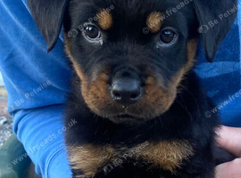 Female puppy