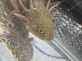 Axolotl